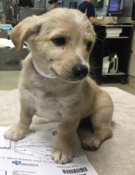 Shelter Stray Female Dog last seen Near BLOCK RIDGEVIEW AVE, JURUPA VALLEY CA 91752, 6851 Van Buren Boulevard, Jurupa Valley, CA 92509, USA