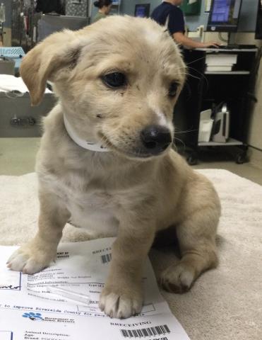 Shelter Stray Female Dog last seen Near BLOCK RIDGEVIEW AVE, JURUPA VALLEY CA 91752, 6851 Van Buren Boulevard, Jurupa Valley, CA 92509, USA