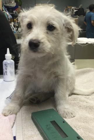 Shelter Stray Female Dog last seen Near BLOCK RIDGEVIEW AVE, JURUPA VALLEY CA 91752, 6851 Van Buren Boulevard, Jurupa Valley, CA 92509, USA