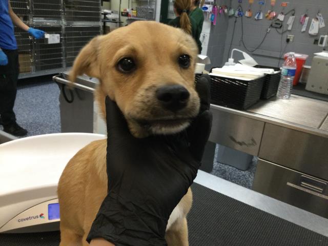 Shelter Stray Male Dog last seen SIERRA AVE INDIO CA 92201, Thousand Palms, CA, USA