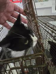 Shelter Stray Female Cat last seen , 1850 W 60th St, Los Angeles, CA 90047, USA