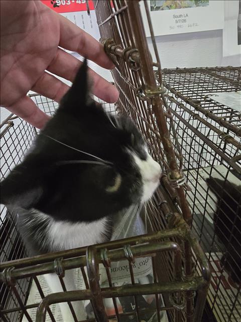 Shelter Stray Female Cat last seen , 1850 W 60th St, Los Angeles, CA 90047, USA