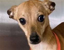 Shelter Stray Female Dog last seen , 1850 W 60th St, Los Angeles, CA 90047, USA