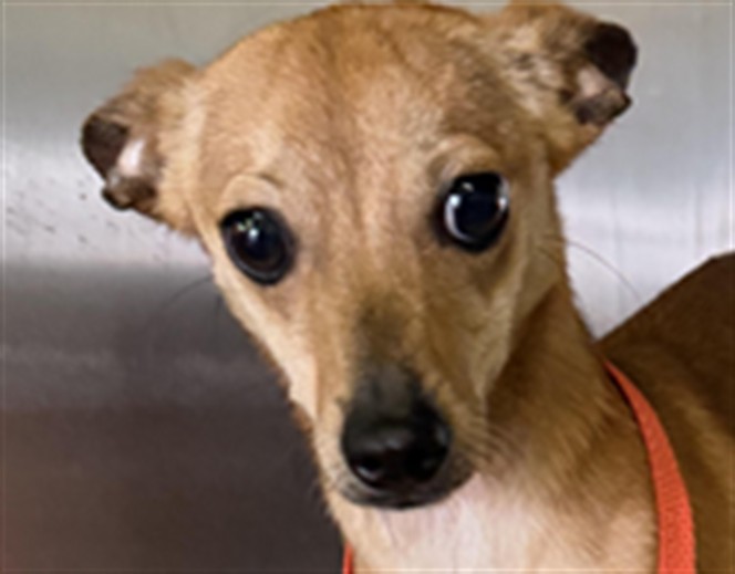 Shelter Stray Female Dog last seen , 1850 W 60th St, Los Angeles, CA 90047, USA