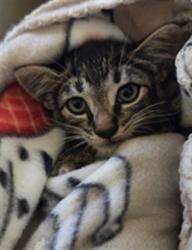 Shelter Stray Unknown Cat last seen WINN DIXIE SANFORD 17/92, 232 Eslinger Way, Sanford, FL 32773, USA