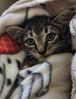 Shelter Stray Unknown Cat last seen WINN DIXIE SANFORD 17/92, 232 Eslinger Way, Sanford, FL 32773, USA