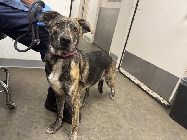 Shelter Stray Female Dog last seen , 1850 W 60th St, Los Angeles, CA 90047, USA