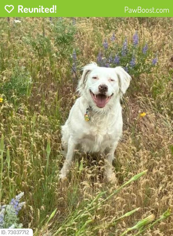 Reunited Female Dog last seen Saltese highland trails, Spokane Valley, WA 99016