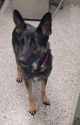 Shelter Stray Female Dog last seen Near BLOCK GLASTONBURY DETROIT MI 48219, 7401 Chrysler Dr, Detroit, MI 48211, USA