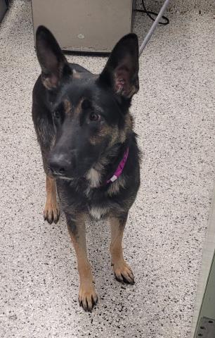Shelter Stray Female Dog last seen Near BLOCK GLASTONBURY DETROIT MI 48219, 7401 Chrysler Dr, Detroit, MI 48211, USA
