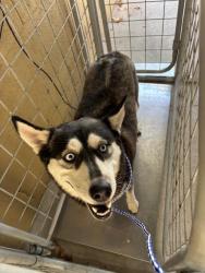 Shelter Stray Female Dog last seen GOLDEN STATE/ELM, BAKERSFIELD, CA, 201 S Mt Vernon Ave, Bakersfield, CA 93307, USA
