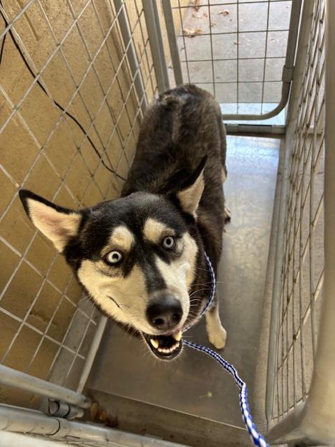Shelter Stray Female Dog last seen GOLDEN STATE/ELM, BAKERSFIELD, CA, 201 S Mt Vernon Ave, Bakersfield, CA 93307, USA