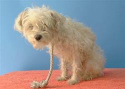 Shelter Stray Female Dog last seen , 216 W Victoria St, Gardena, CA 90248, USA