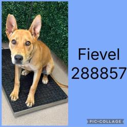 Shelter Stray Male Dog last seen FEAGIN RD, 4214 Fulton Mill Rd, Macon, GA 31216, USA