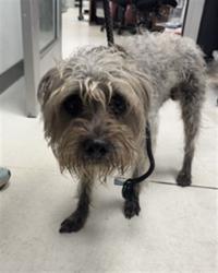 Shelter Stray Male Dog last seen , 11361 W Pico Blvd, Los Angeles, CA 90064, USA