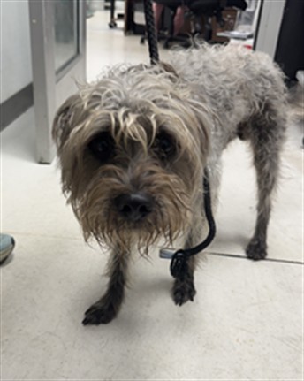 Shelter Stray Male Dog last seen , 11361 W Pico Blvd, Los Angeles, CA 90064, USA