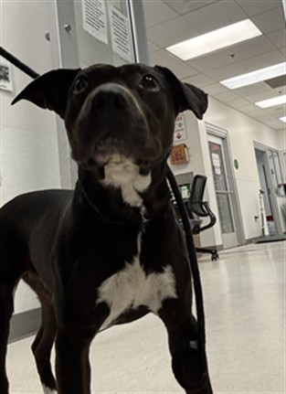 Shelter Stray Female Dog last seen , 11361 W Pico Blvd, Los Angeles, CA 90064, USA