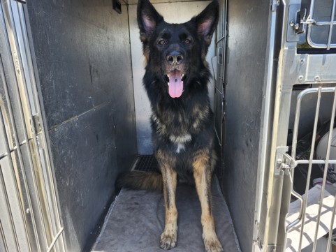 Shelter Stray Male Dog last seen , 11361 W Pico Blvd, Los Angeles, CA 90064, USA