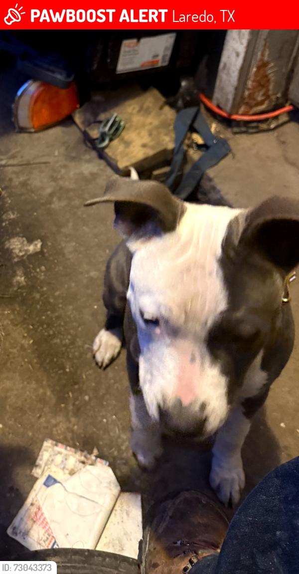 Lost Female Dog last seen AutoZone, Laredo, TX 78045