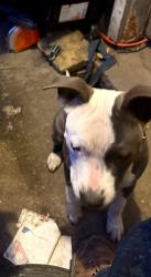 Lost Female Dog last seen AutoZone, Laredo, TX 78045