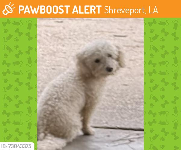 Found/Stray Male Dog last seen Kingston Road, Shreveport, LA 71118