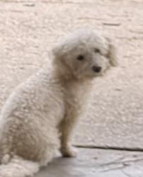 Found/Stray Male Dog last seen Kingston Road, Shreveport, LA 71118