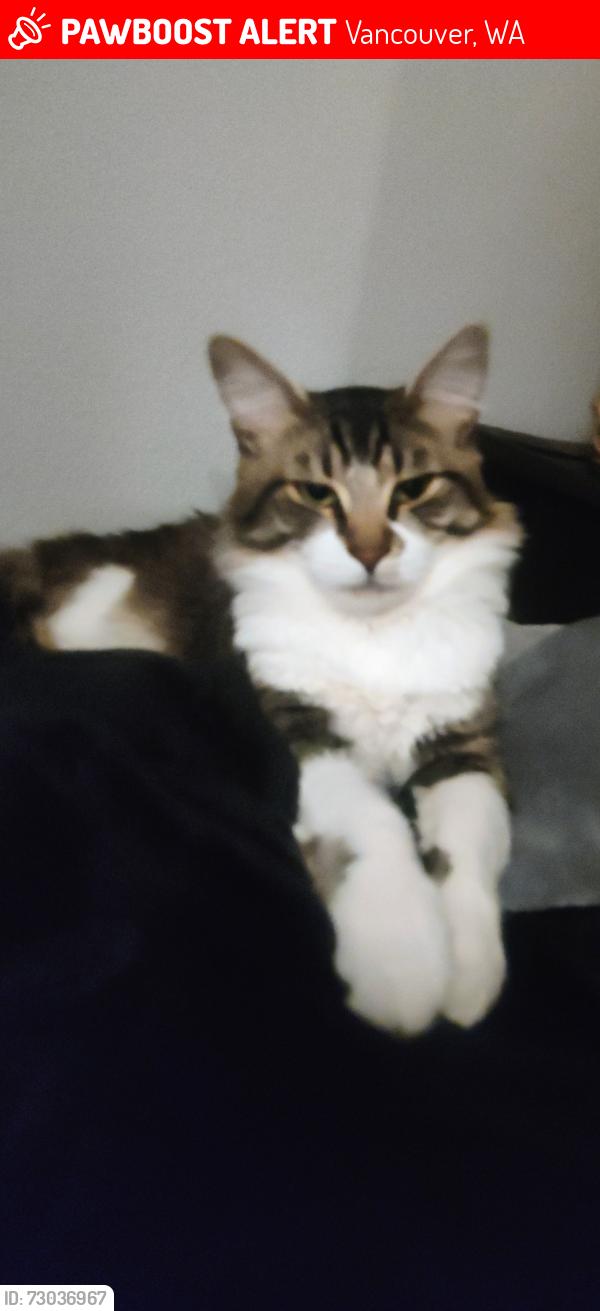 Lost Male Cat last seen NE 143rd Ave/NE 28th Street Vancouver,  WA 98682, Vancouver, WA 98684