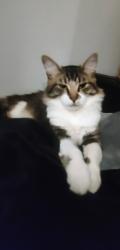 Lost Male Cat last seen NE 143rd Ave/NE 28th Street Vancouver,  WA 98682, Vancouver, WA 98684