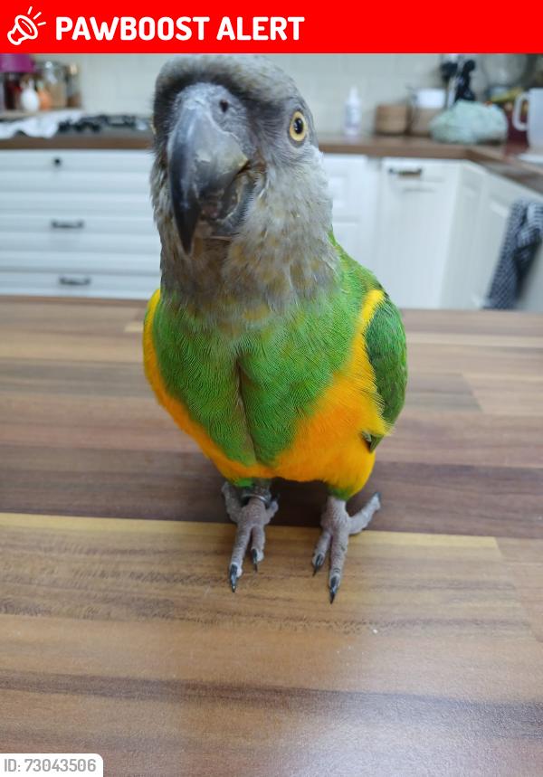 Lost Male Bird last seen Bush grove ha72dx, Greater London, England HA7 2DX