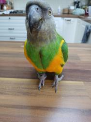 Lost Male Bird last seen Bush grove ha72dx, Greater London, England HA7 2DX