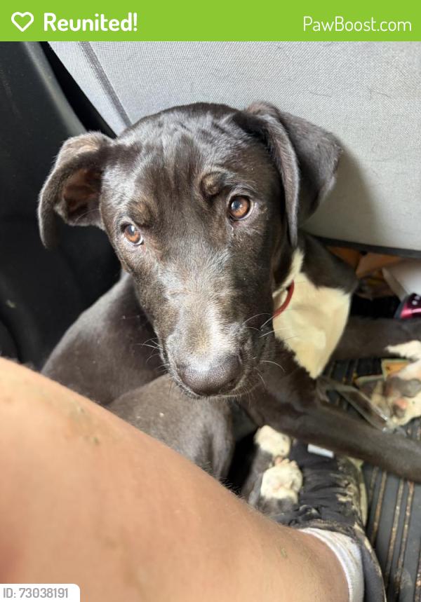 Reunited Male Dog last seen Near Turner McCall Blvd NE, Rome, GA 30161, USA, Rome, GA 30161