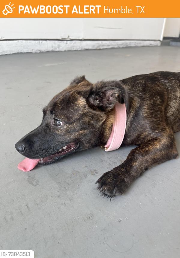 Found/Stray Female Dog last seen Bluff trail dr, humble, Tx, 77338, Humble, TX 77338