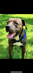 Lost Male Dog last seen Kroger, Falcon Landing, TX 77494