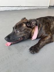 Found/Stray Female Dog last seen Bluff trail dr, humble, Tx, 77338, Humble, TX 77338