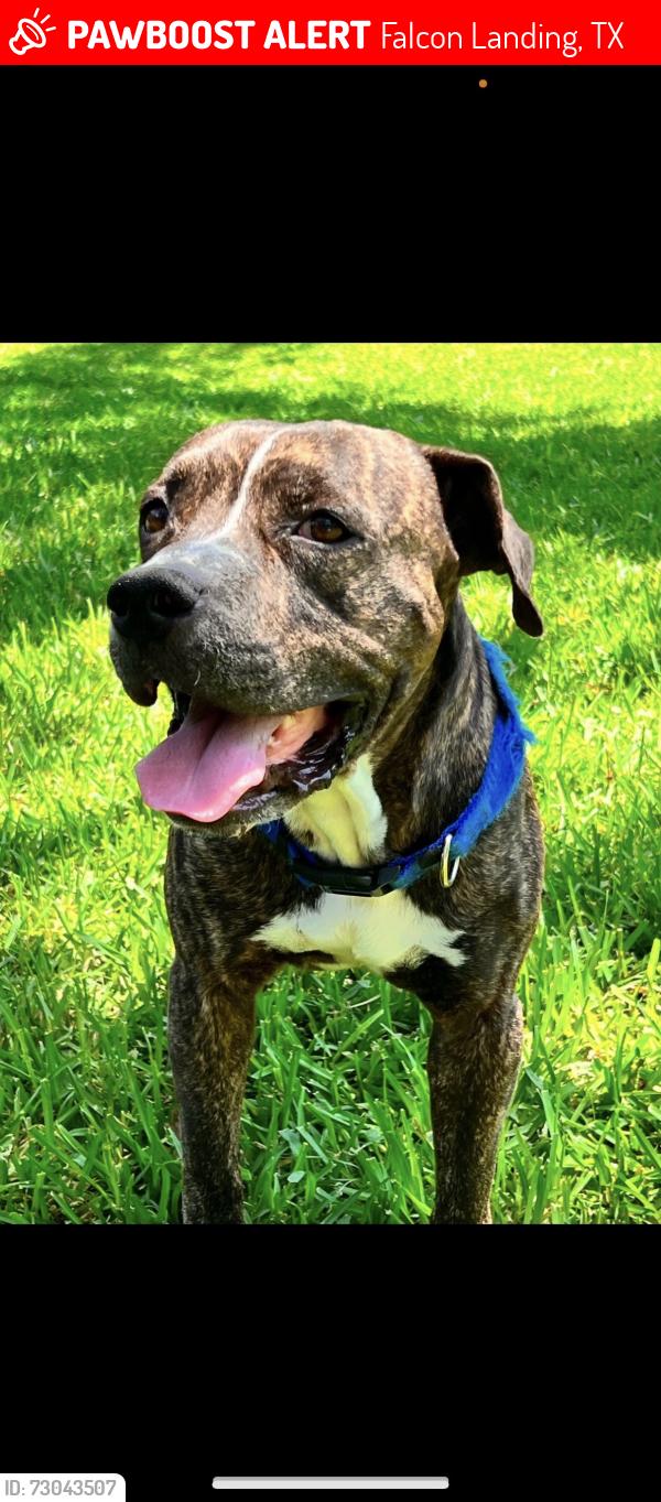 Lost Male Dog last seen Kroger, Falcon Landing, TX 77494