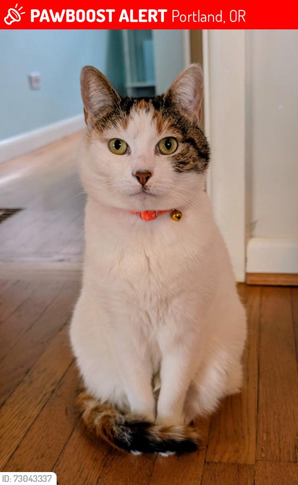 Lost Female Cat last seen NE 43rd and Klickitat, Portland, OR 97213
