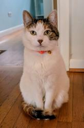 Lost Female Cat last seen NE 43rd and Klickitat, Portland, OR 97213