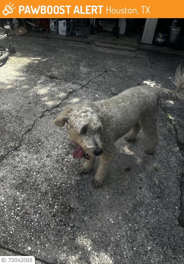 Found/Stray Male Dog last seen Clear lake church, Houston, TX 77062