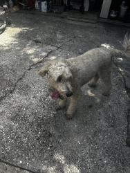 Found/Stray Male Dog last seen Clear lake church, Houston, TX 77062