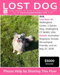 Lost Female Dog last seen wartonbrook, Wallingford, CT 06492