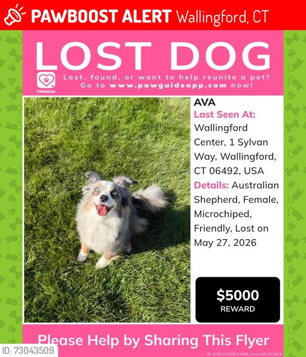 Lost Female Dog last seen wartonbrook, Wallingford, CT 06492