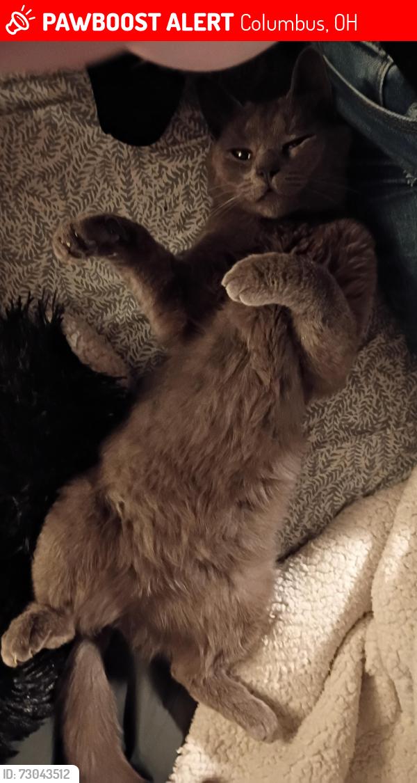 Lost Female Cat last seen High and innis, Columbus, OH 43207