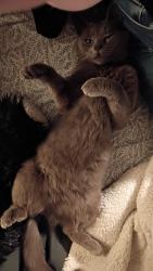 Lost Female Cat last seen High and innis, Columbus, OH 43207