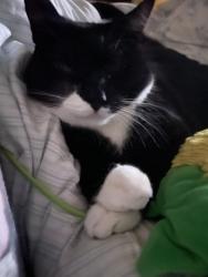 Lost Male Cat last seen Silver Beach and Memory Ridge, Raleigh, NC 27606