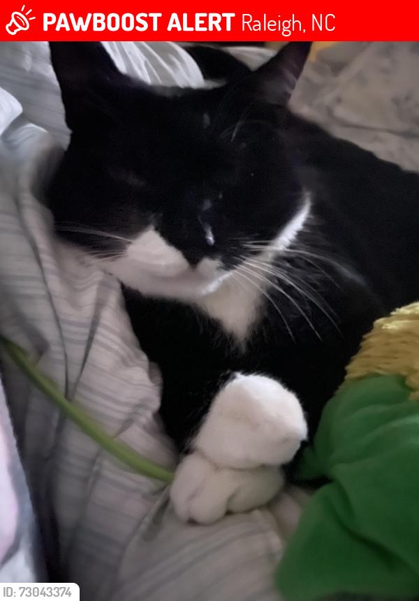 Lost Male Cat last seen Silver Beach and Memory Ridge, Raleigh, NC 27606