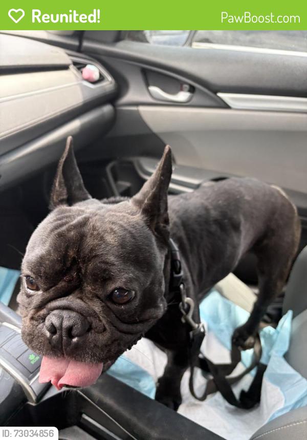 Reunited Male Dog last seen Century Central, Los Angeles, CA 90002