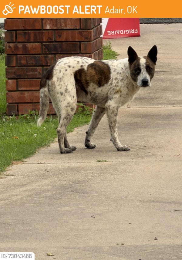 Found/Stray Male Dog last seen highway60 by Hudson Lake, Adair, OK 74330