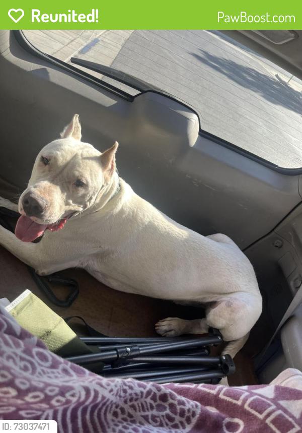 Reunited Male Dog last seen Near Rosetta canyon dr , Lake Elsinore, CA 92532