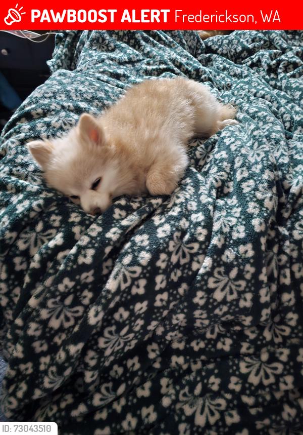 Lost Female Dog last seen Spanaway fire station , Frederickson, WA 98446