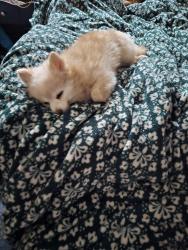 Lost Female Dog last seen Spanaway fire station , Frederickson, WA 98446